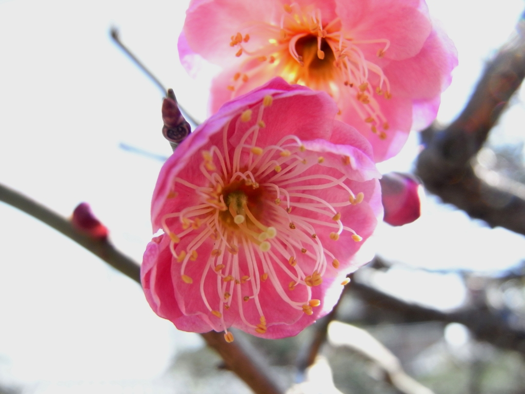 紅梅4