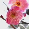 紅梅4