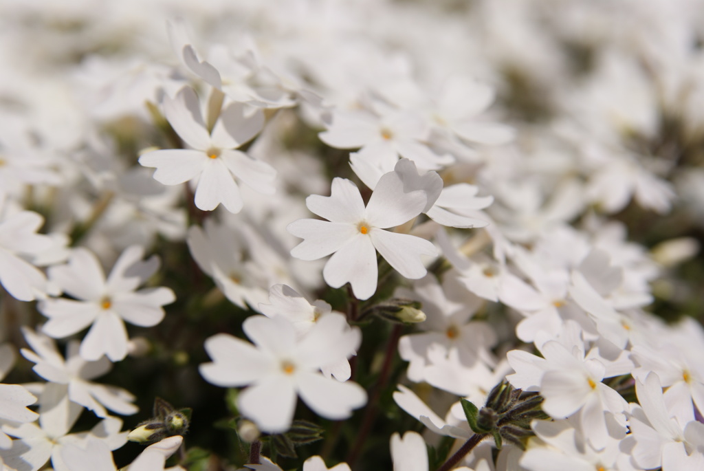 芝桜 白 By Spinasaku Id 写真共有サイト Photohito