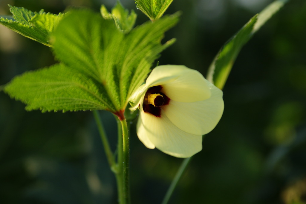 オクラの花