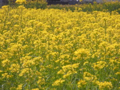 菜の花