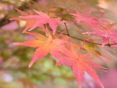 紅葉11