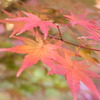 紅葉11