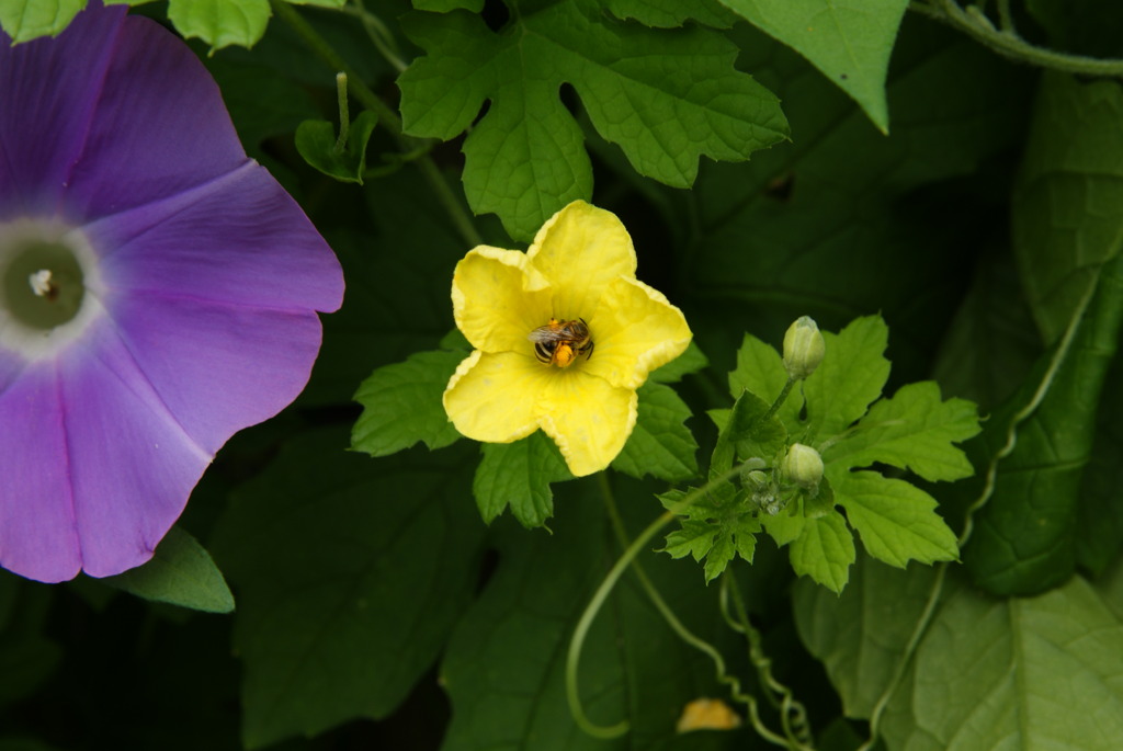ゴーヤの花　あれ?