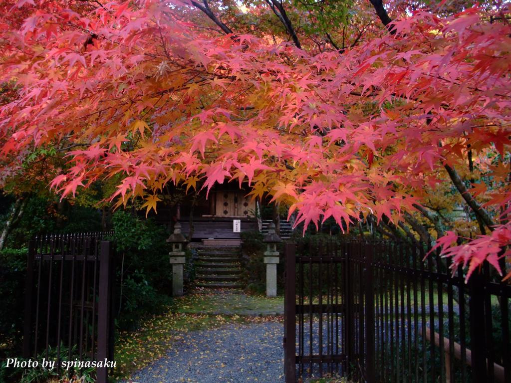 ２０１３紅葉　善法律寺