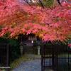 ２０１３紅葉　善法律寺