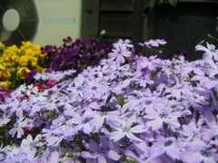 春の写真ですが 春の写真ですが
