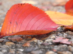 落ち葉16