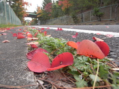 街路樹の落葉