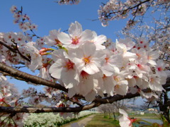 2011桜2