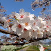 2011桜2