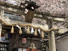 桜　岩屋神社