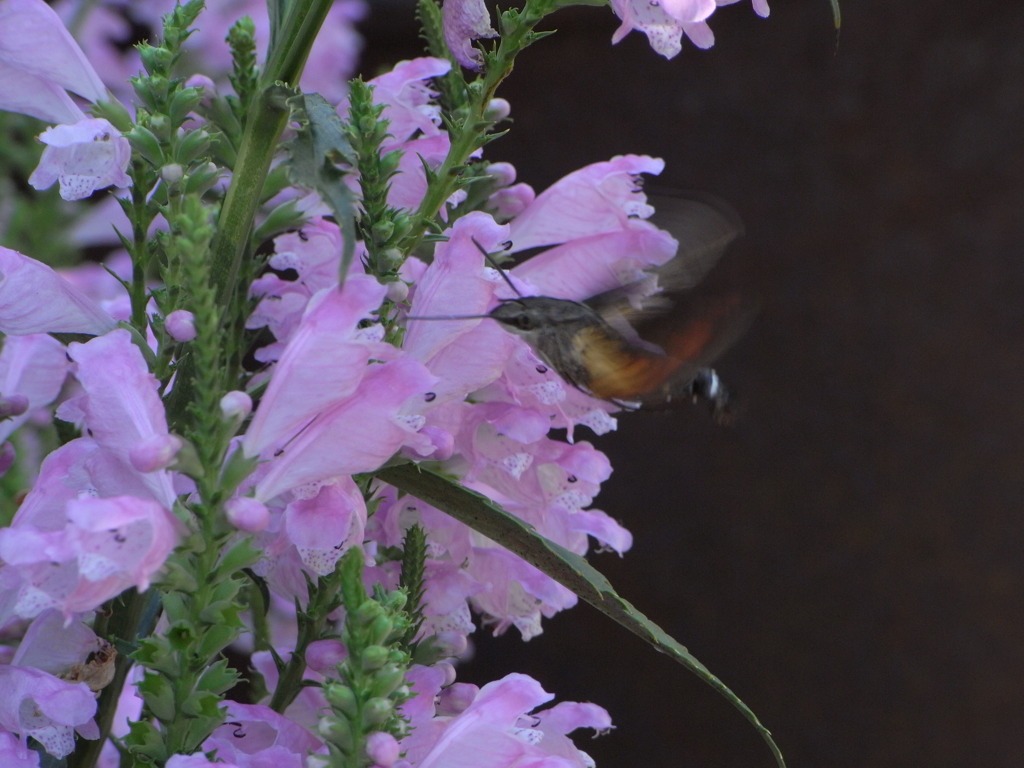 蜂?