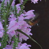 蜂?