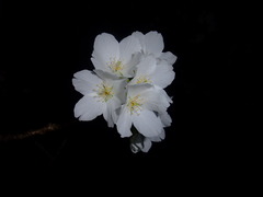 夜桜