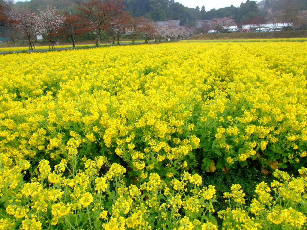 菜の花