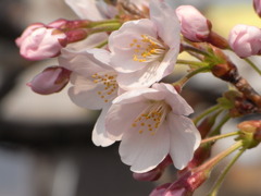 2011桜咲き始め