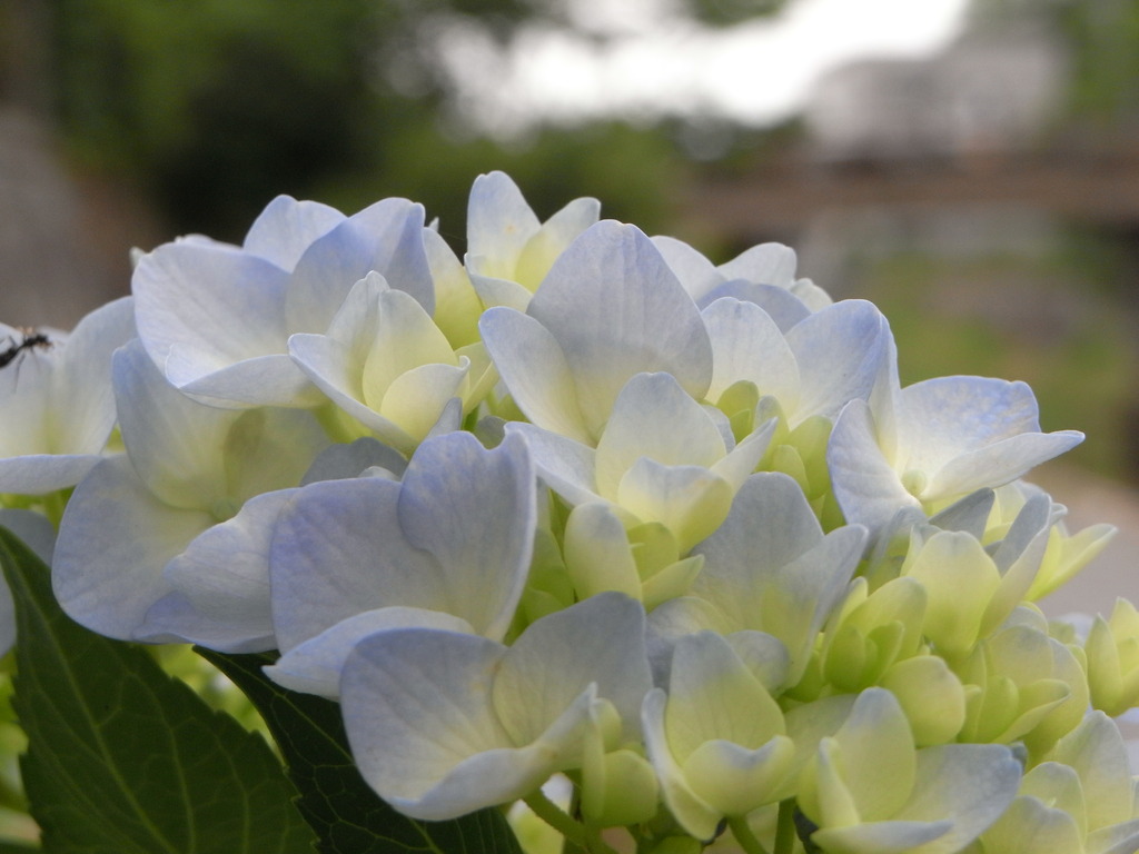 紫陽花2