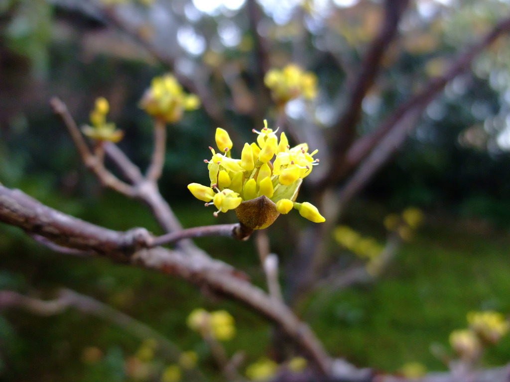 何の花？