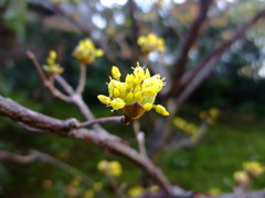 何の花？