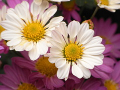 菊