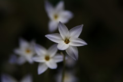 2011花ニラ