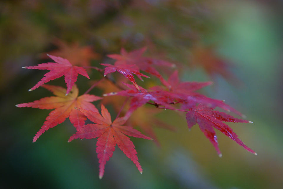 紅葉7