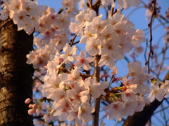 桜Ⅵ