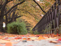 小路