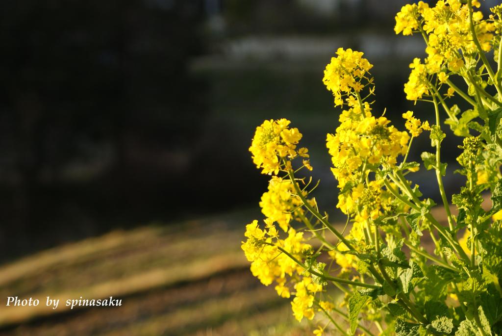 菜の花2014