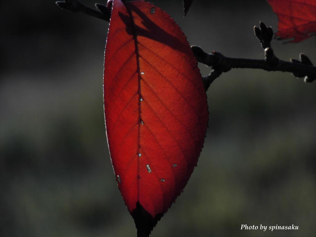 紅葉