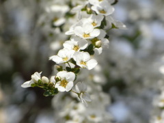 雪柳2