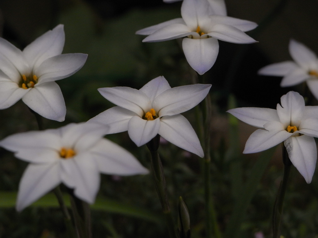 花ニラ？