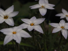 花ニラ？