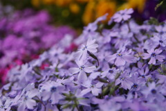 芝桜