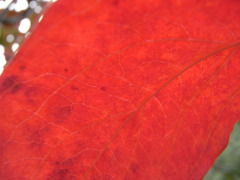 紅葉2