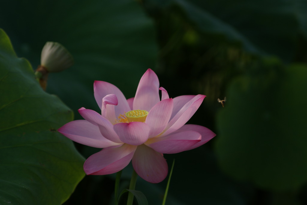 蓮6