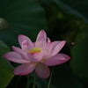 蓮6