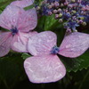 紫陽花Ⅵ