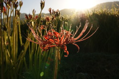 10彼岸花09