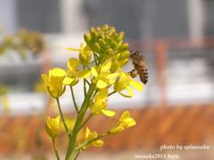 春めいて　ミツバチ