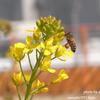 春めいて　ミツバチ