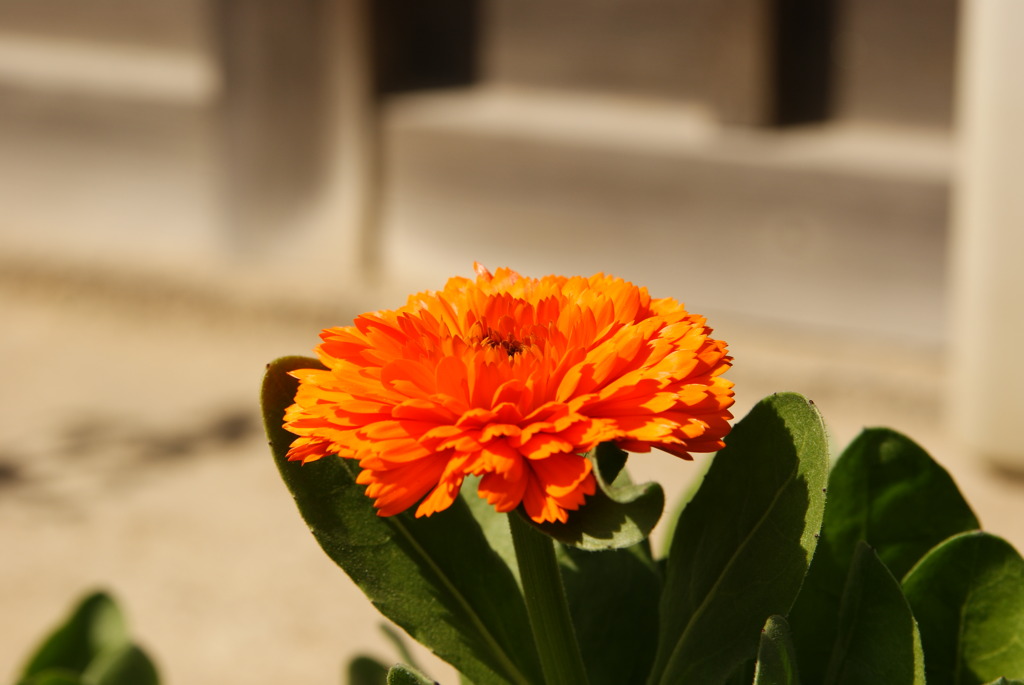 春の花
