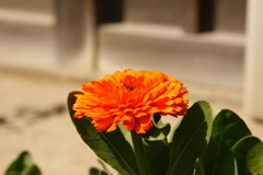 春の花