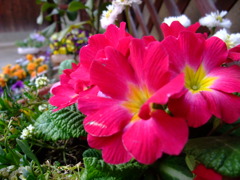 プランターの花