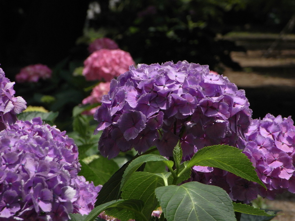 紫陽花6