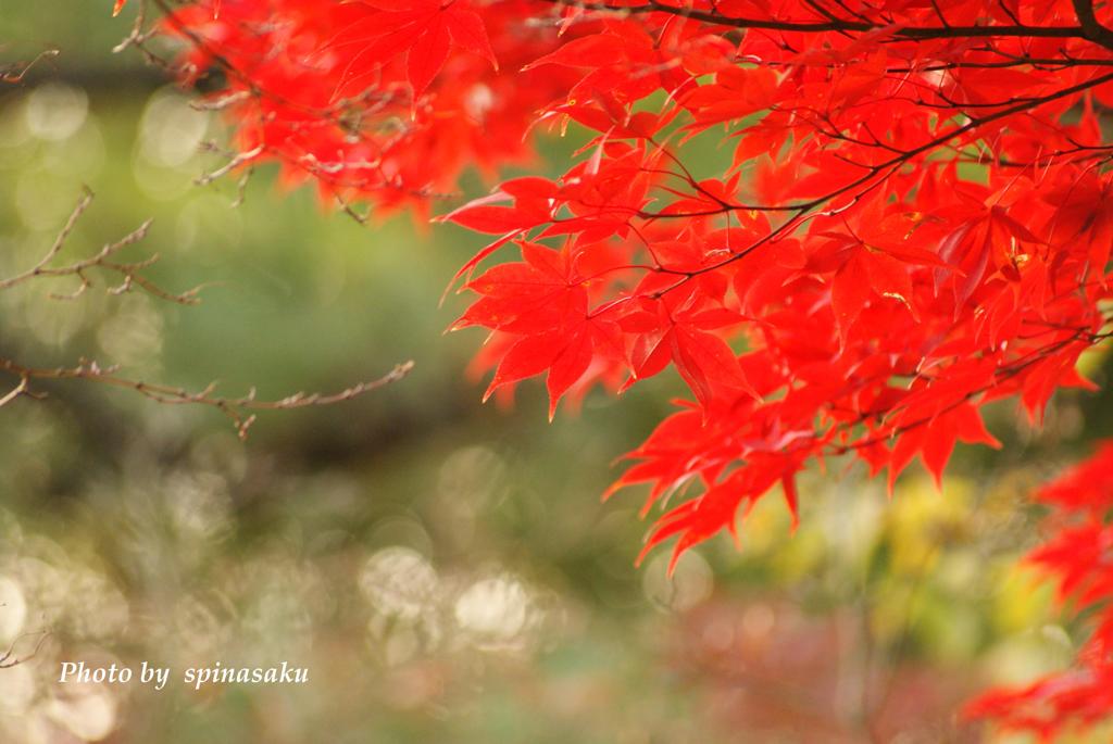 紅葉２０１３Ⅱ