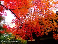 2014紅葉Ⅱ