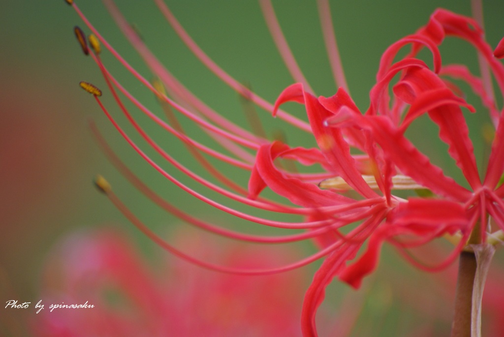 彼岸花2014Ⅳ