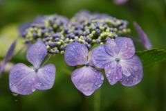 2011紫陽花